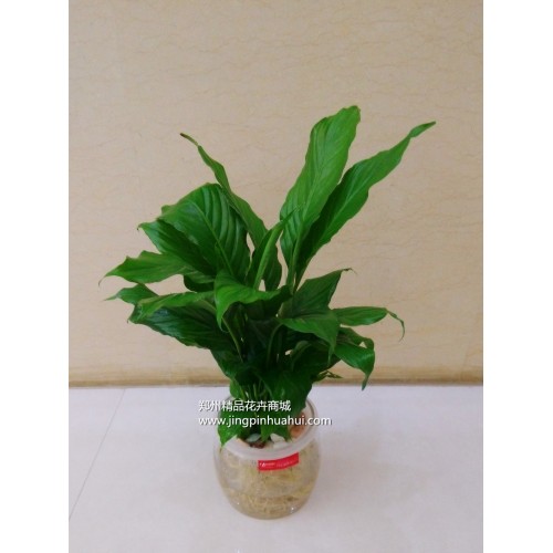 水培一帆風(fēng)順