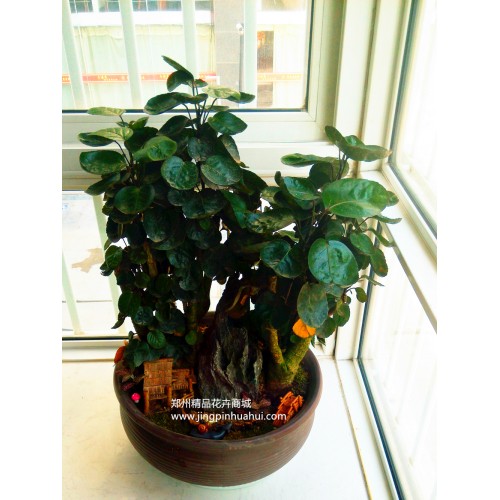 圓葉福祿桐--金錢兜