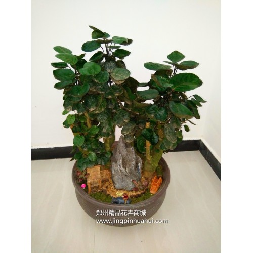 圓葉福祿桐--金錢兜