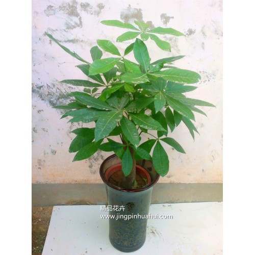 矮桿發(fā)財(cái)樹