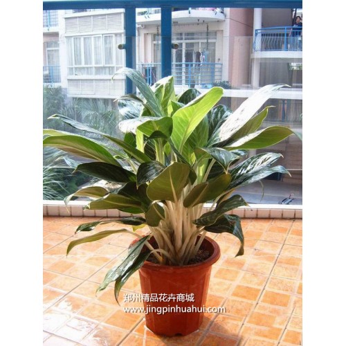 白雪公主--黑美人