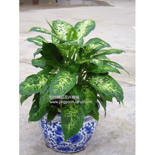 花葉萬(wàn)年青