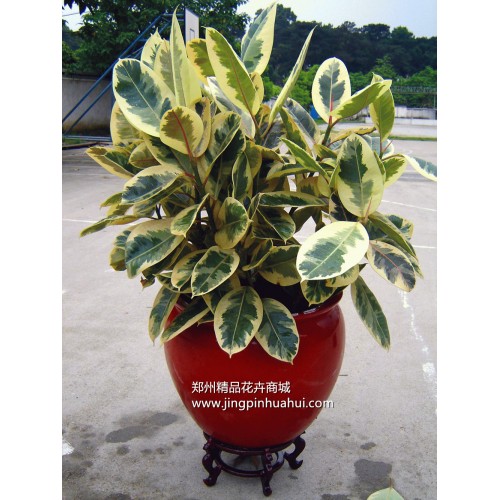 花葉橡皮樹
