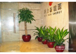 辦公室前臺花卉擺放案例