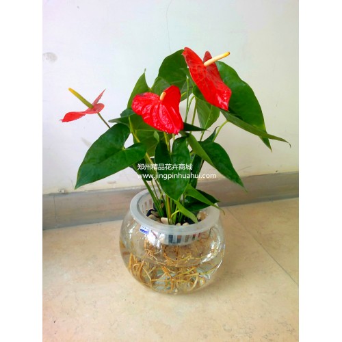 水培---紅掌