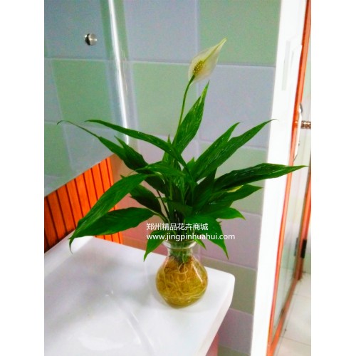 水培--一帆風(fēng)順