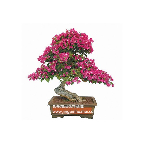 杜鵑盆景