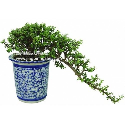 金枝玉葉盆景