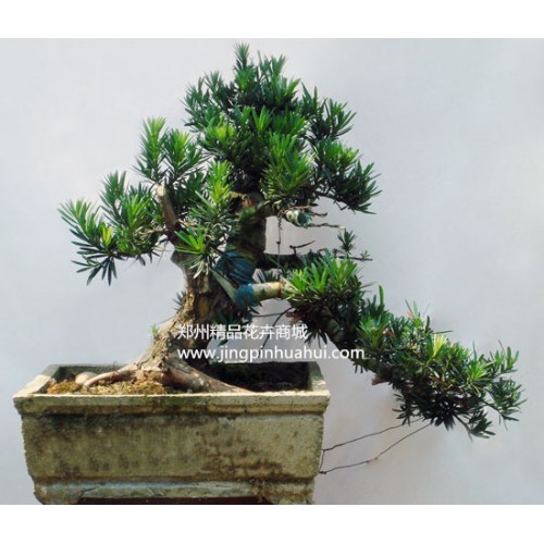 羅漢松盆景