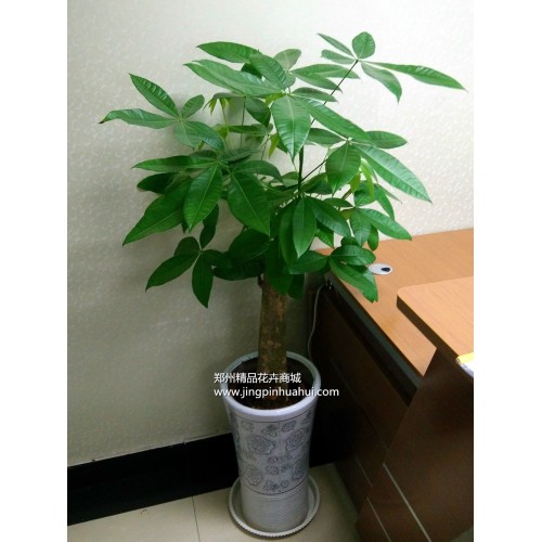 矮桿發(fā)財(cái)樹