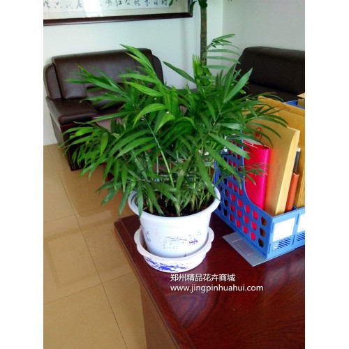 袖珍椰子---小盆