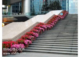 節日花壇設放方案