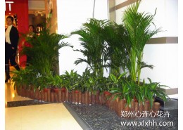 鄭州商場室內植物造景