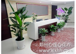 辦公室花卉租賃方案及建議