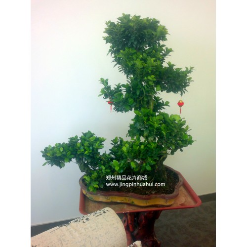 榕樹盆景
