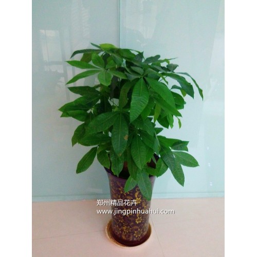 矮桿發(fā)財(cái)樹(shù)