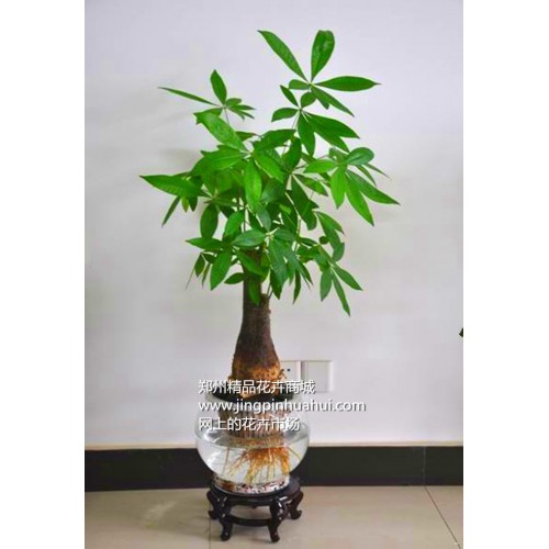 水培發(fā)財(cái)樹(shù)