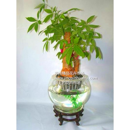 水培發(fā)財(cái)樹(shù)