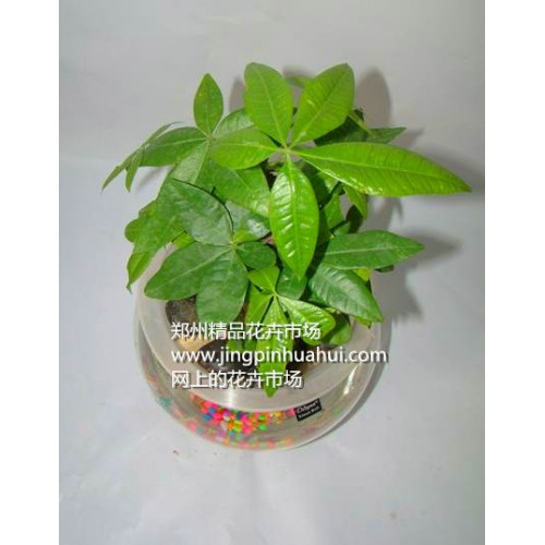 水培發(fā)財(cái)樹(shù)