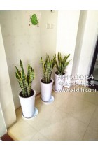 鄭州心連心花卉租賃與林州永盛牽手成功！