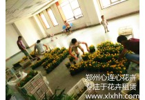 鄭州心連心花卉租賃公司草花工程！