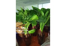 鄭州心連心與達內科技東大學城學校牽手成功！