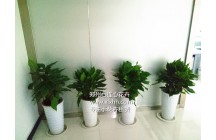 恭賀鄭州心連心花卉與鄭州向天行合作成功！