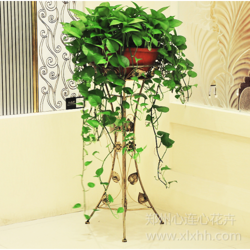 帶架大盆黃金葛