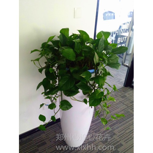 下垂大盆黃金葛