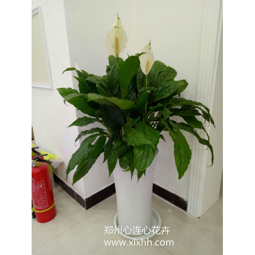 大一帆風(fēng)順