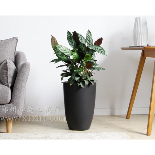 飛芋之飛黃騰達