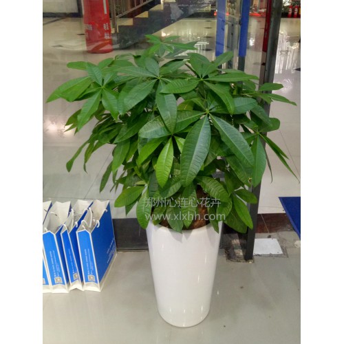 矮桿發(fā)財(cái)樹