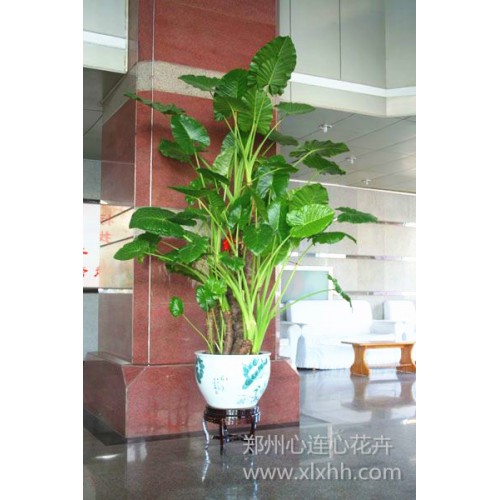 超大型滴水觀音