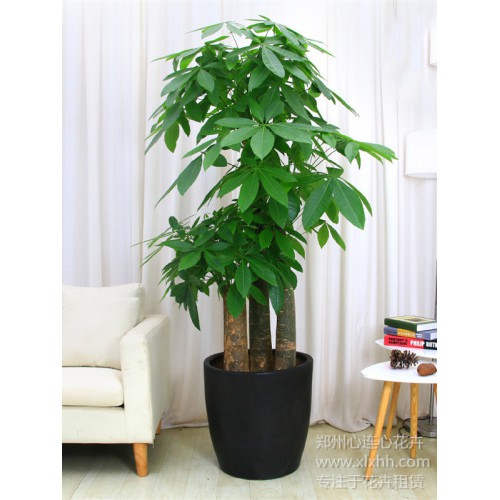 步步高升發財樹