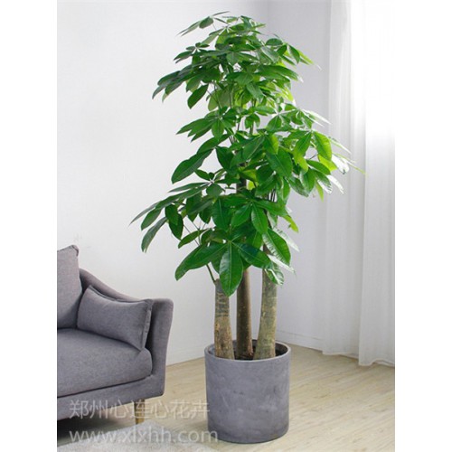 水泥盆—步步高升發財樹