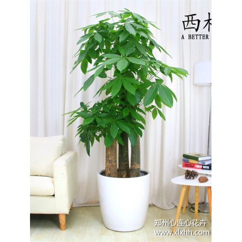 步步高升發財樹