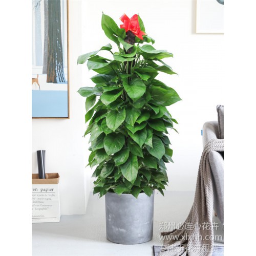 大綠蘿——水泥盆