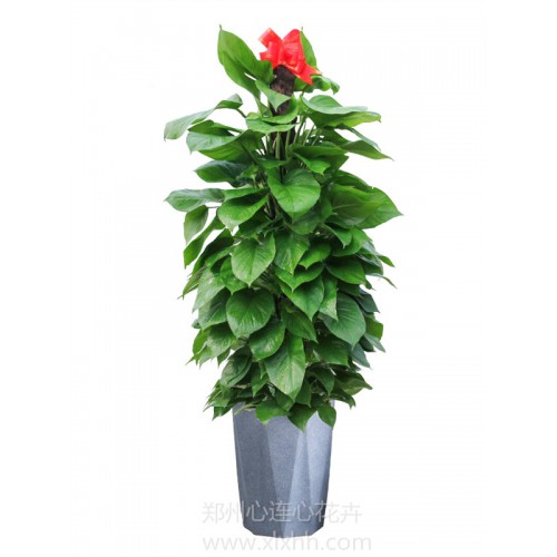 綠蘿——水泥盆