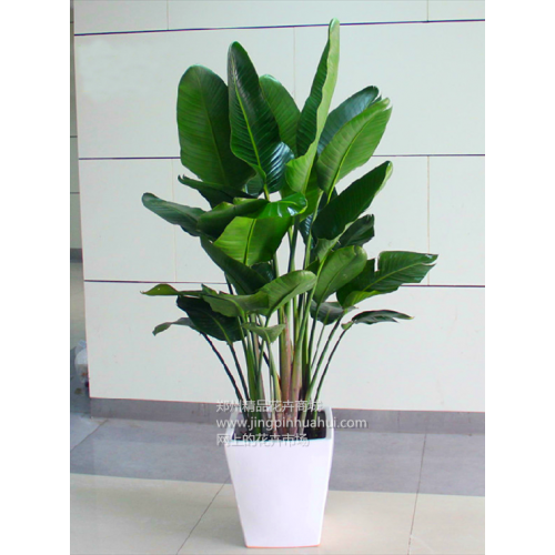 鶴望蘭之天堂鳥