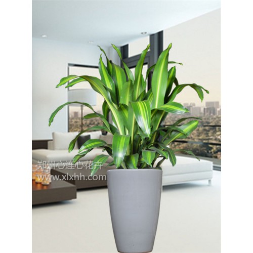 巴西美人—三棵組合