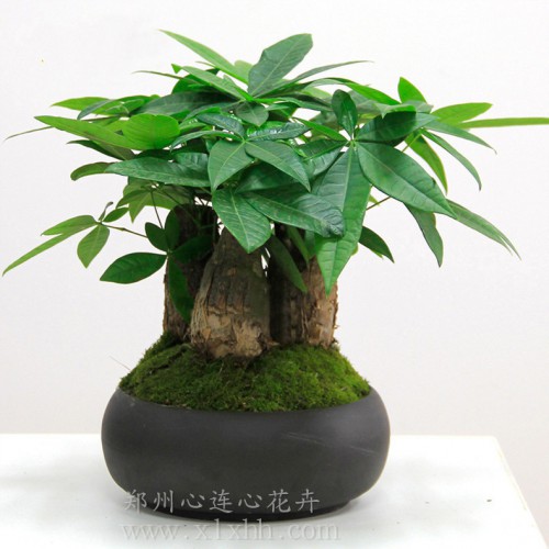 小發財樹盆景